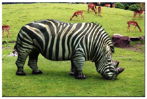 [zebra2.JPG]