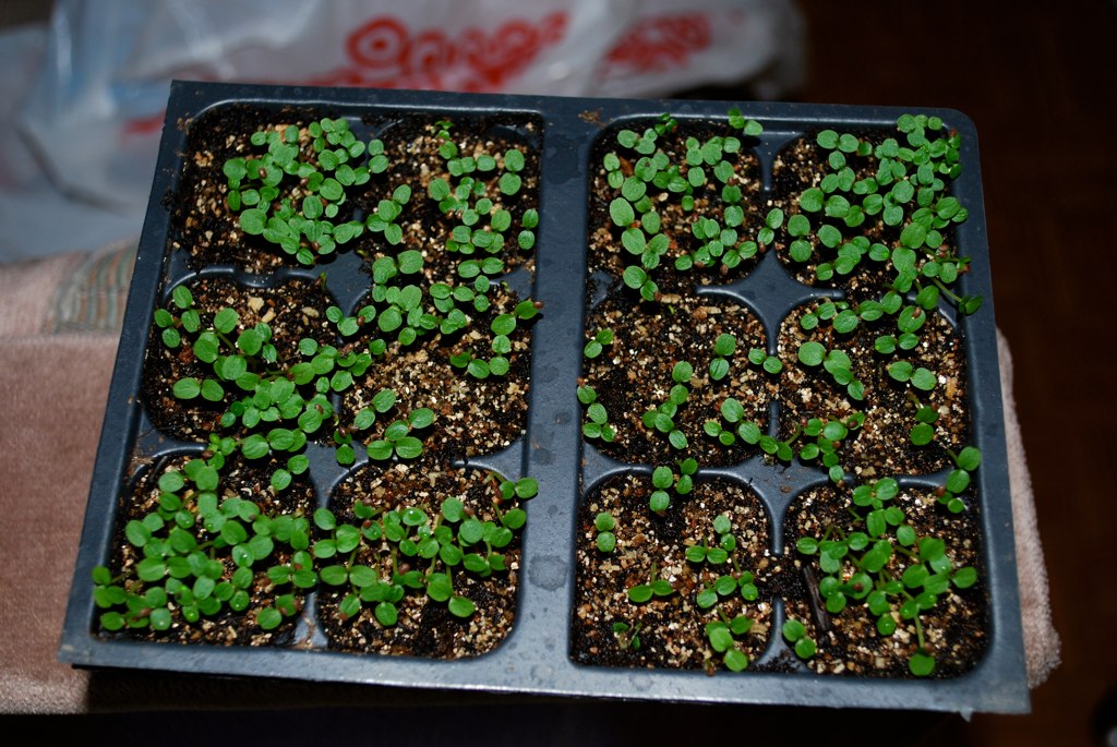 From Seed To...... Kiwis and Apples