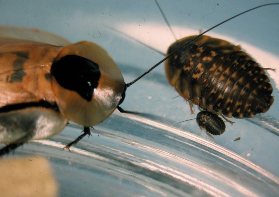 Летающие тараканы в москве Летающие тараканы в москве