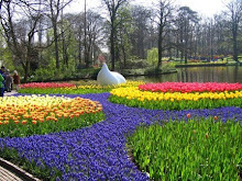 Keukenhof - Holanda