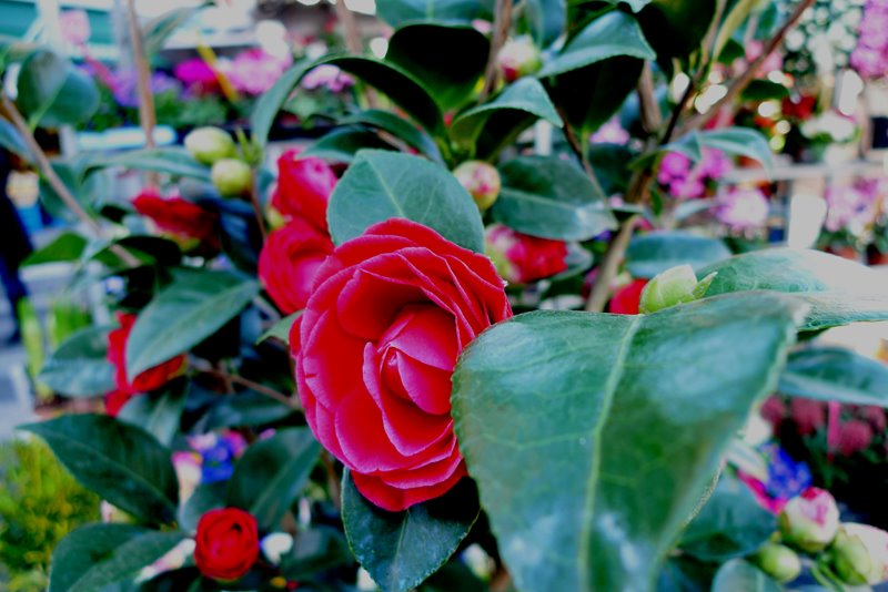 [camellias.jpg]