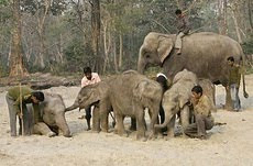 န Jaldapara, 23 February :