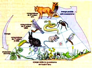 Predatismo: Cadeia alimentar