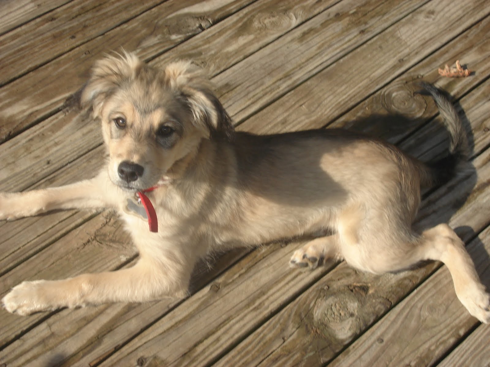 Mutt Dog Dog Training Home Dog Types