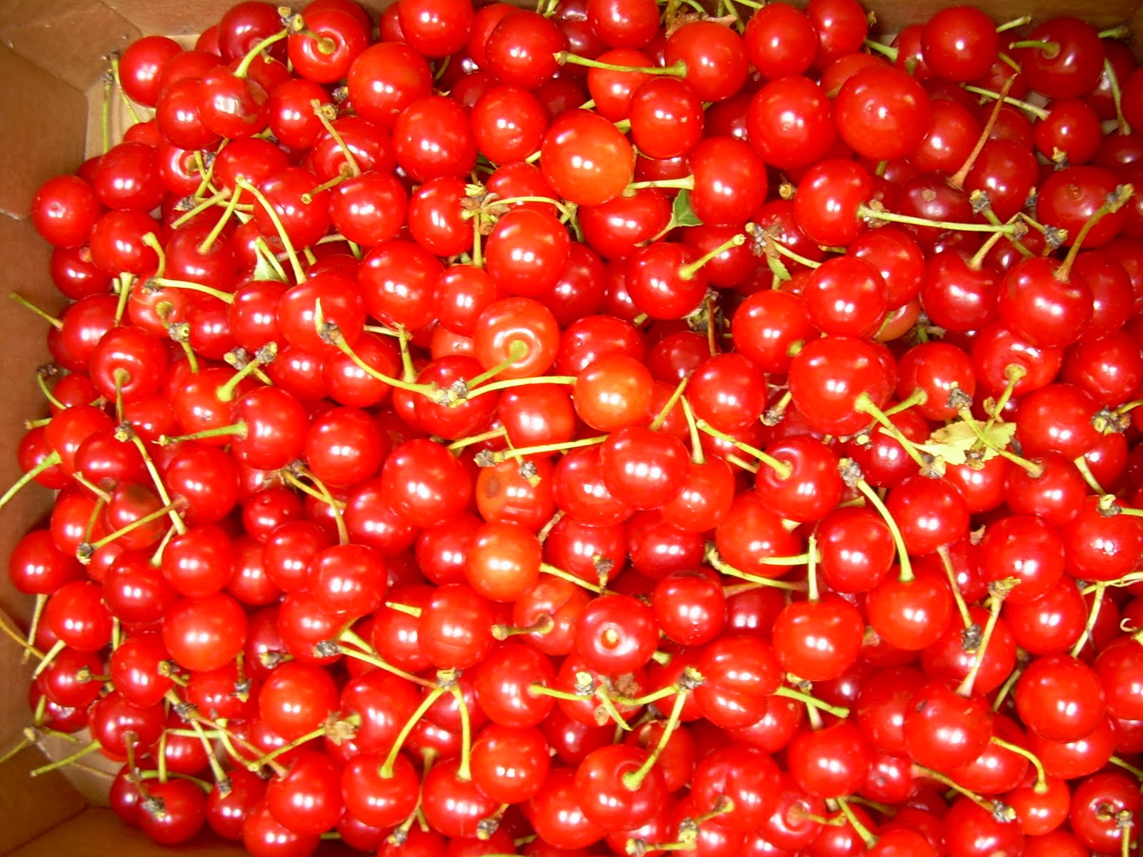 life.... UPick Pie Cherries