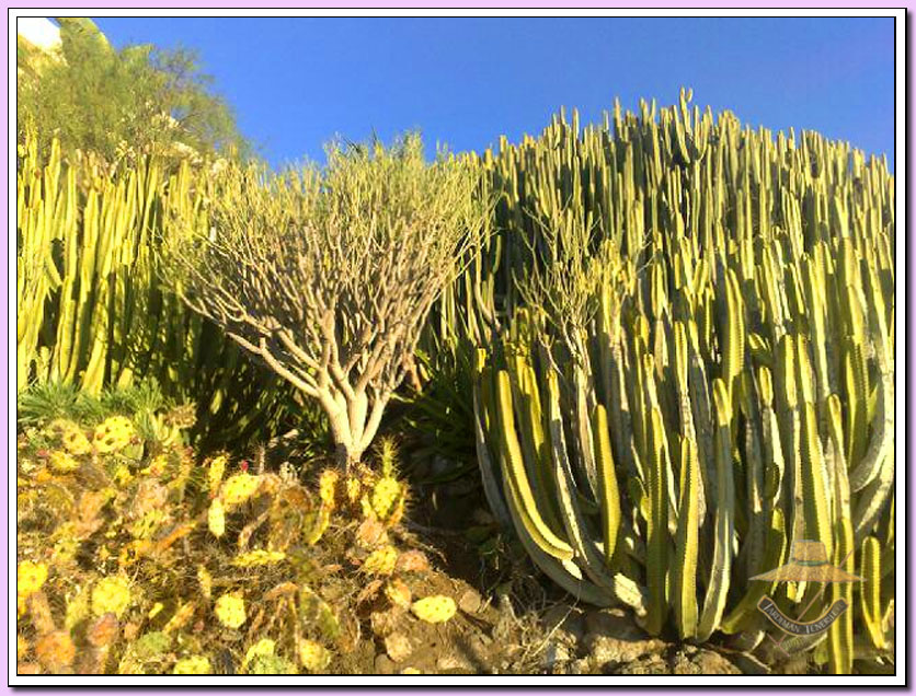 Jardiman Post Mantenimiento: CHALET