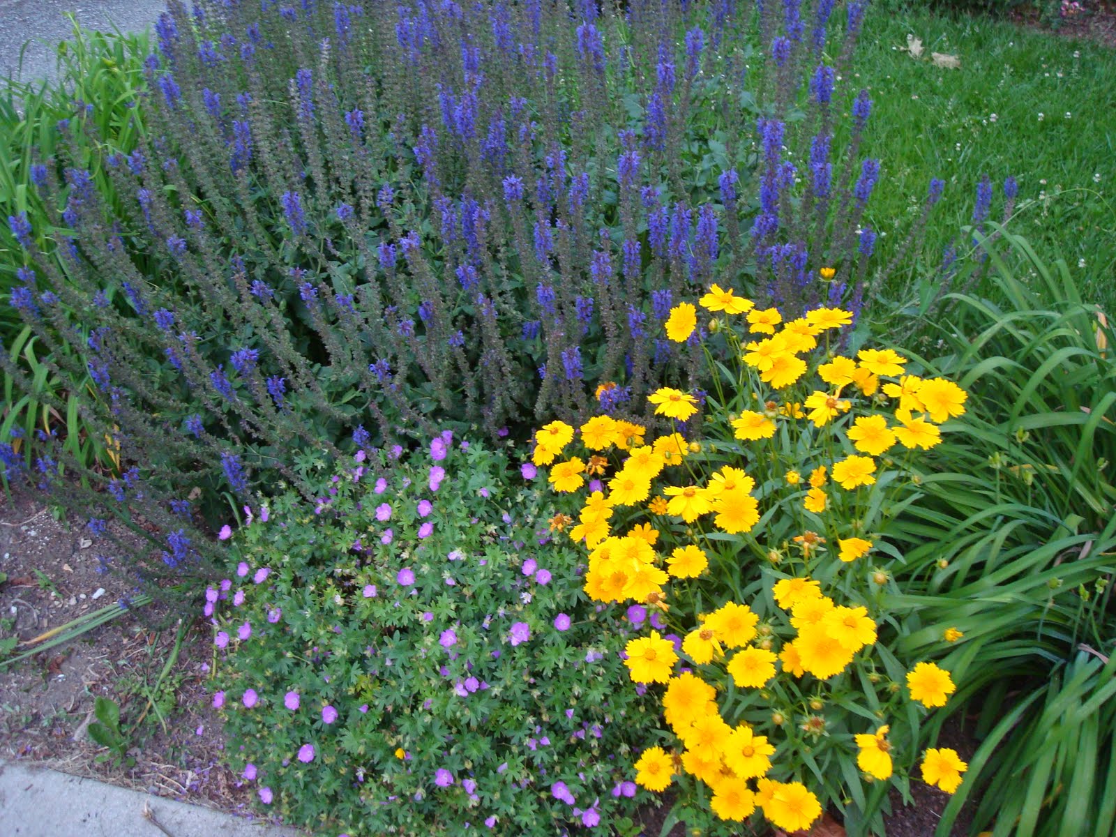 Katie�s Kitchen Garden Favorite Combinations Coreopsis