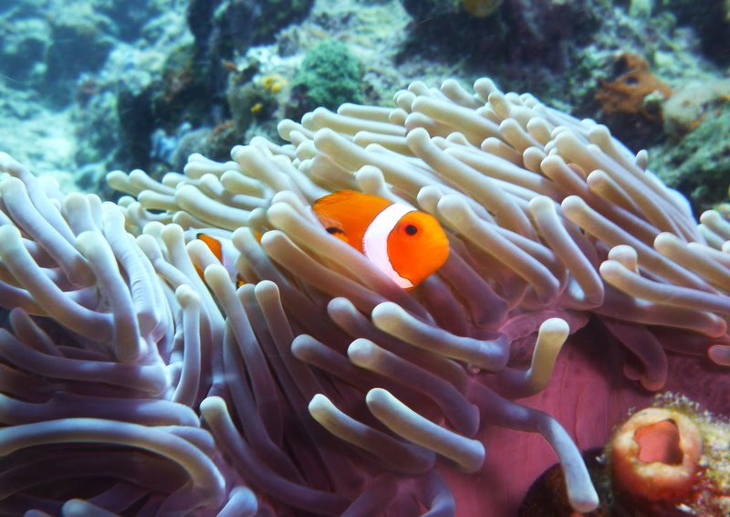 Sipidan – A Diver’s Delight – The World Is Your Playground