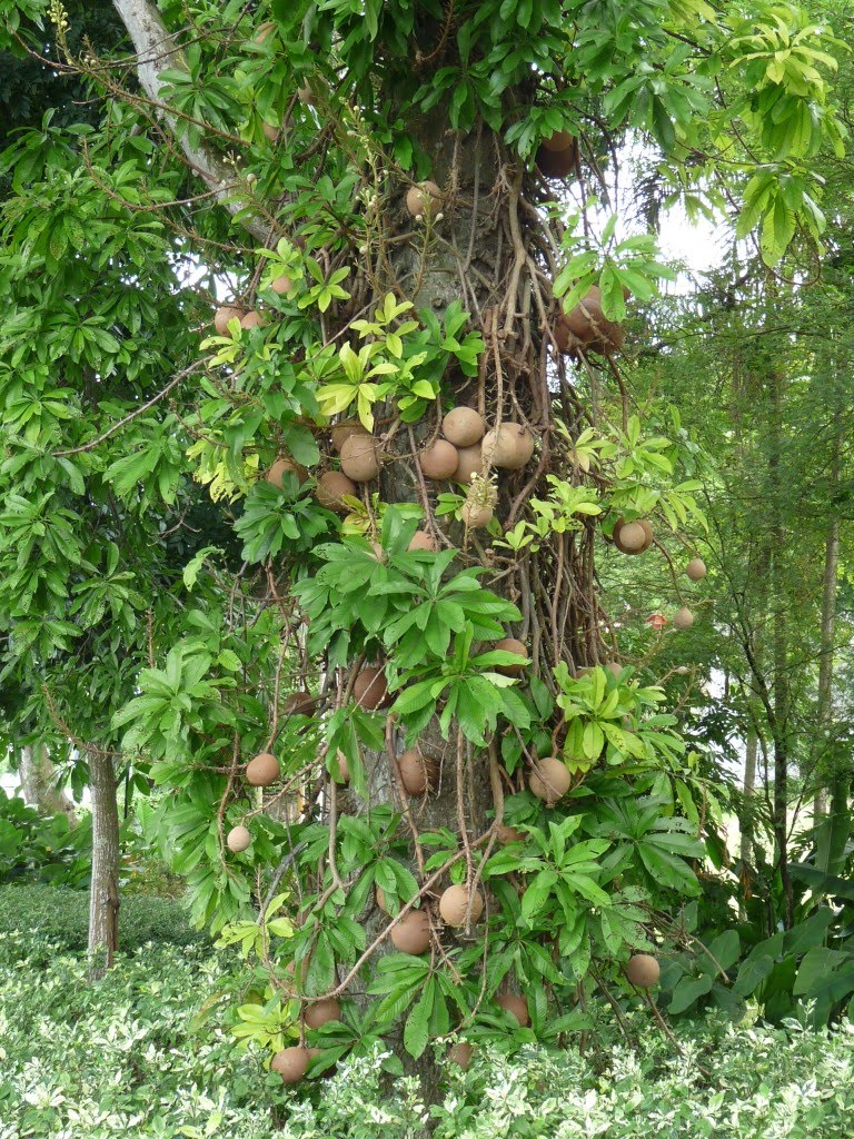 Journey to the East: Flora and Fauna from my trip