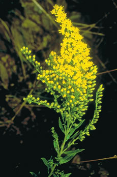 Ecofriendly: Short Goldenrod
