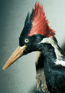 Ecofriendly: Ivory-billed Woodpecker