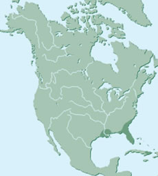 Ecofriendly: Ivory-billed Woodpecker