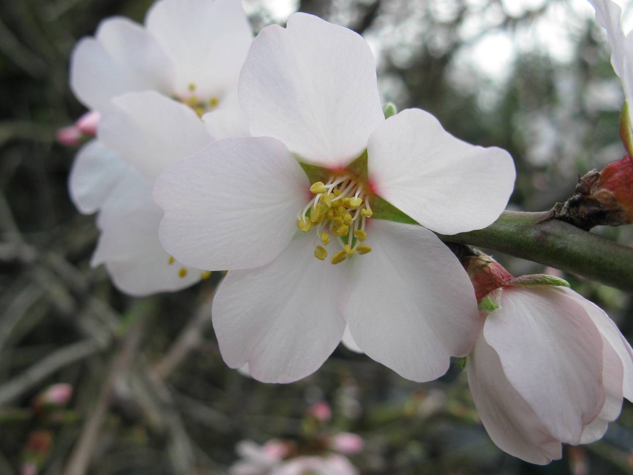 A Letter From Israel When The Almond Trees Flower