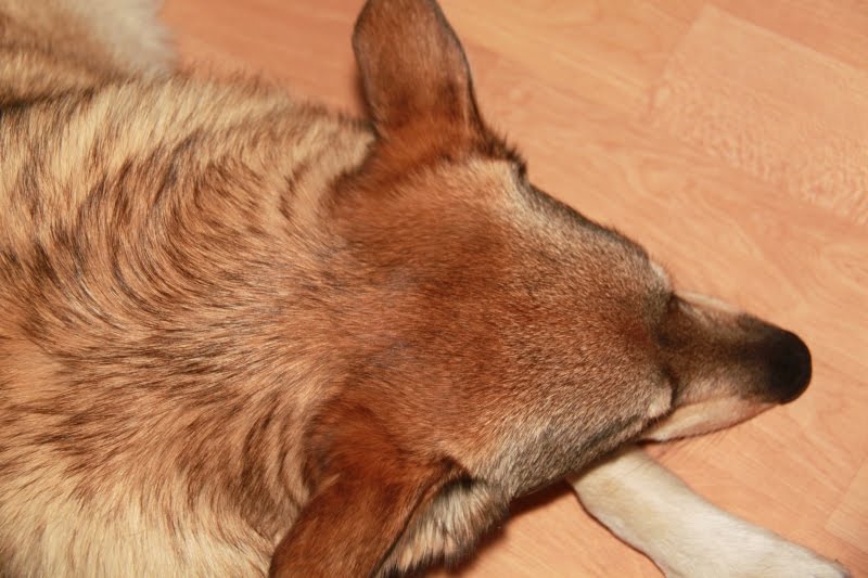 The Dog Who Sometimes Fetches Airplane ears