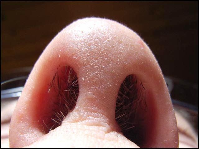 nose healthy inside nostril growabrain anatomy reason functions male going frugal bulu finance