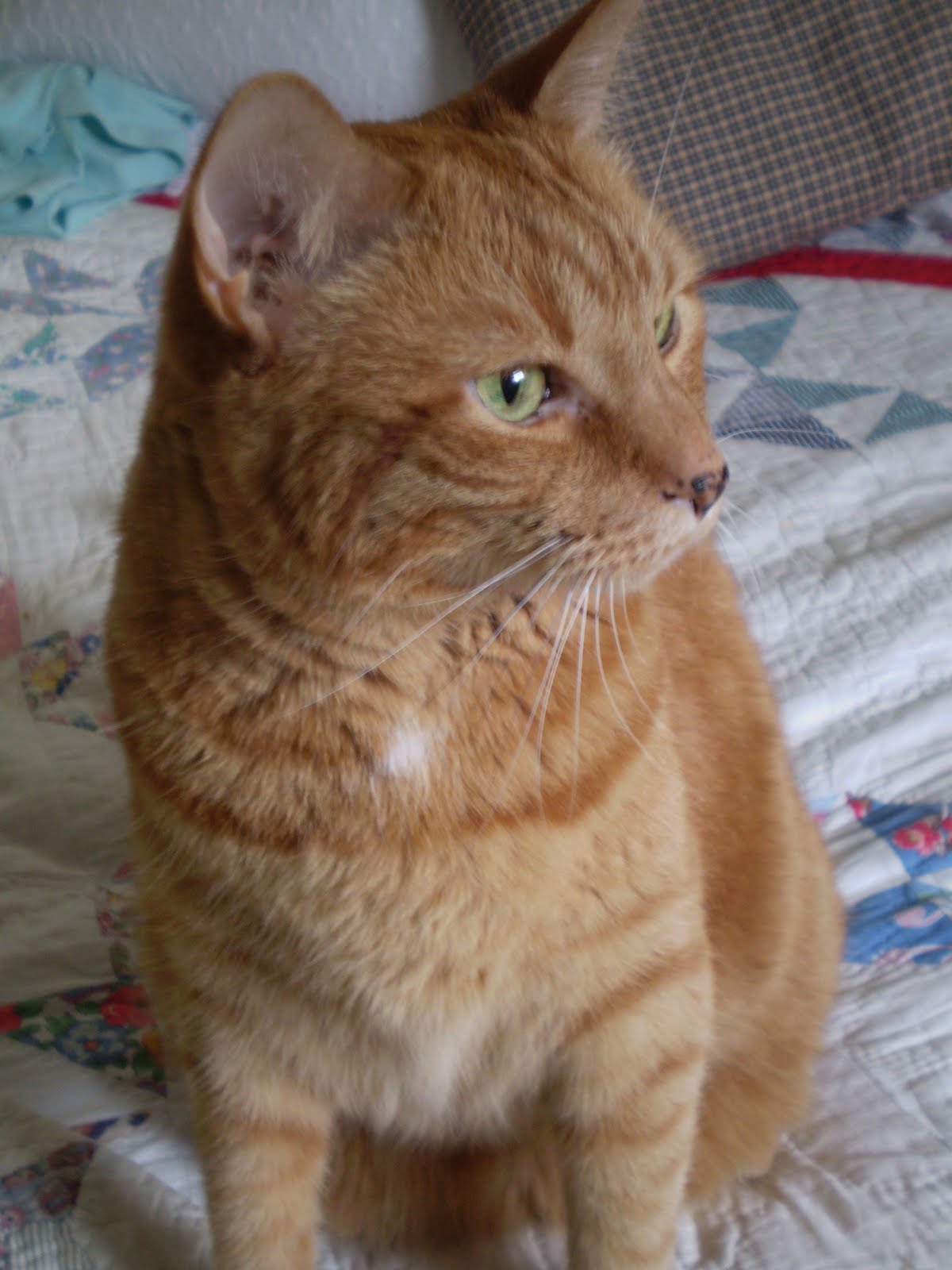 The Marmelade Gypsy How I Named My Blog Day The Marmelade Gypsy