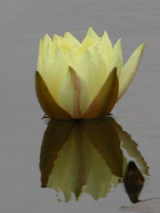 Lotus - Golden Gate Park