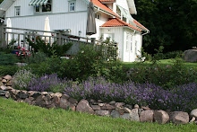 Rabatt med lavendel och pimpinella rosor