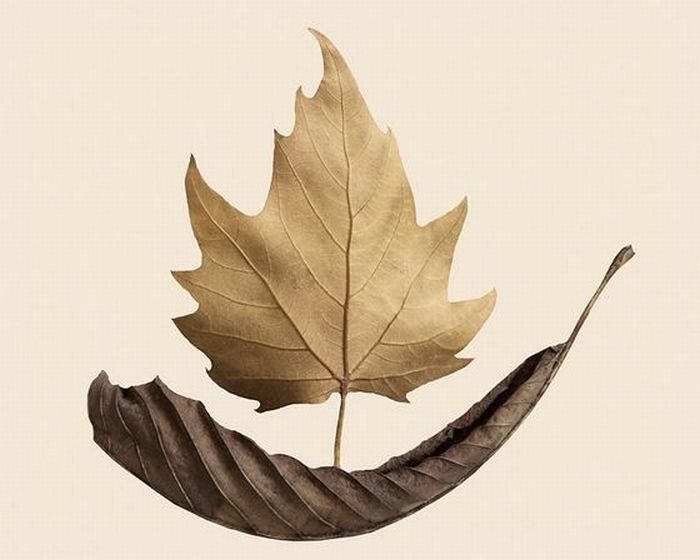 mixpix: Awesome Dry Leaves Art