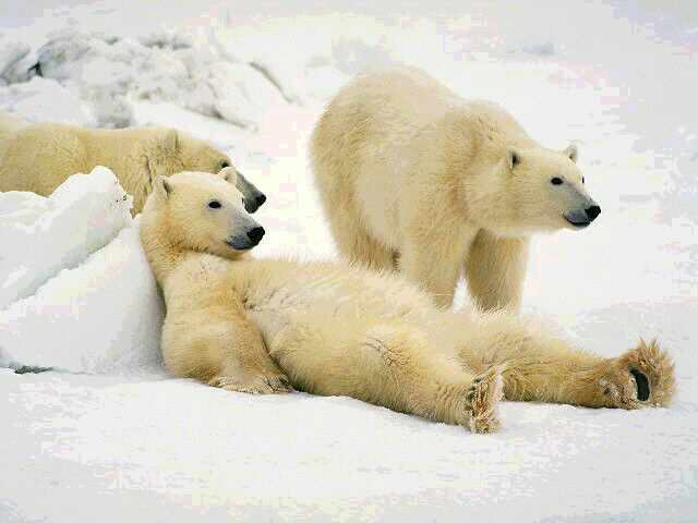 polar bear rule coal plant