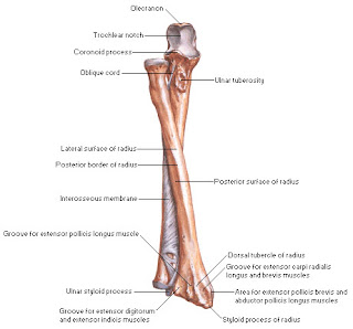 brachialis artrosis és ulnar kezelése