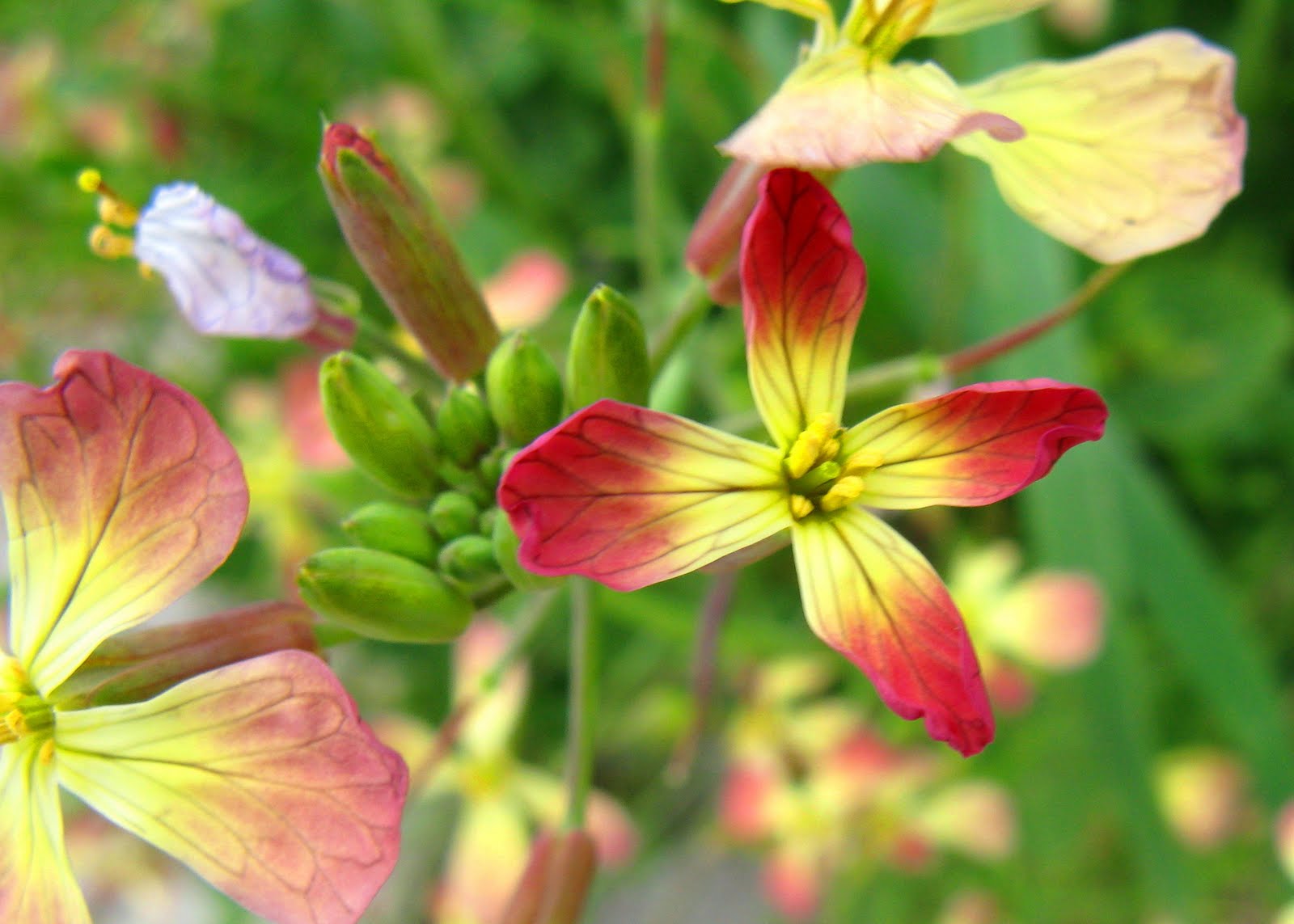 Cysgod Cannid Wayside Weeds Wild Radish