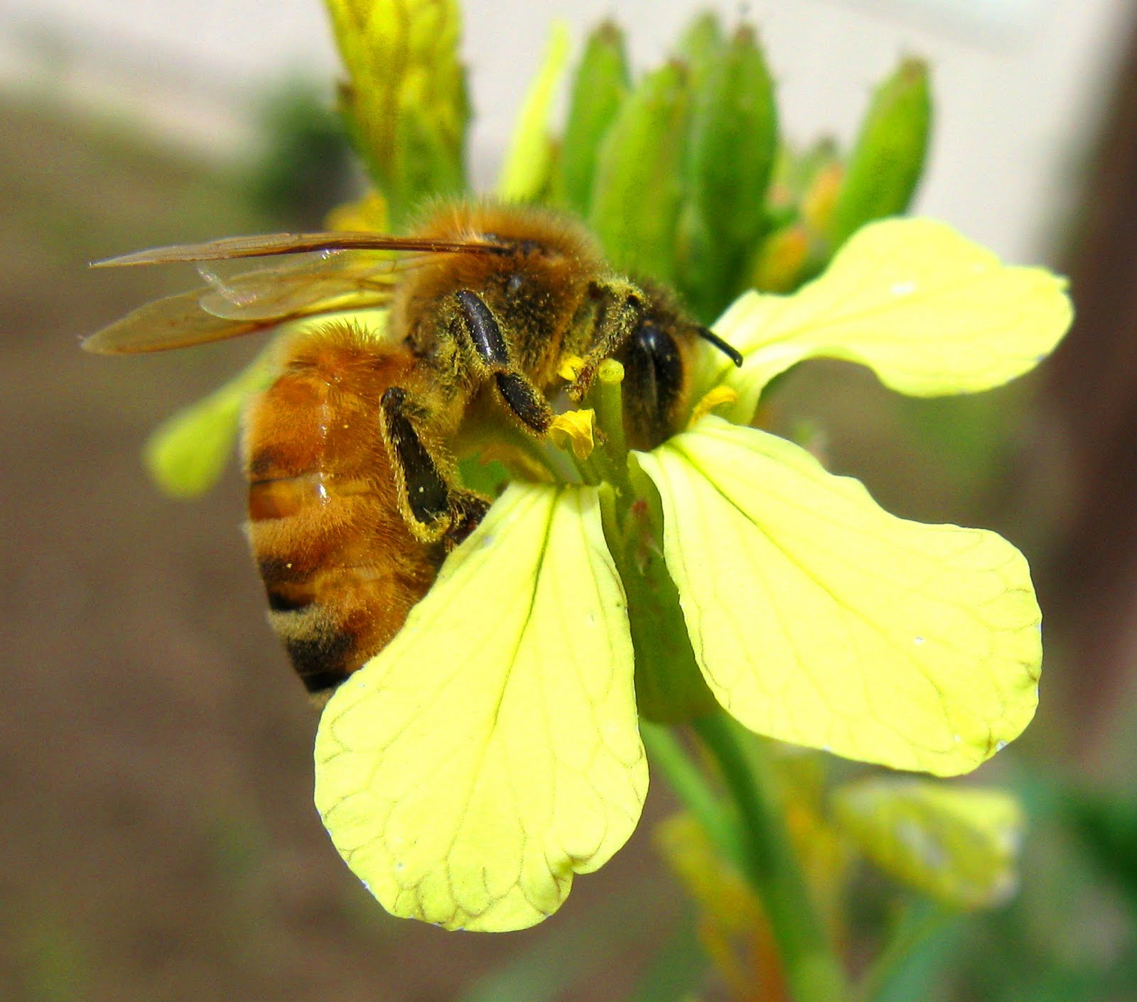 Cysgod Cannid Wayside Wanderer & Weed Honey Bee and Wild Radish