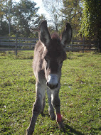 Morgan at 6 wks