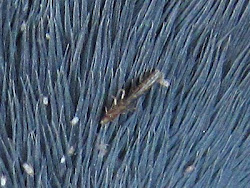 pigeons lice ectoparasites pigeon louse extreme birds northwestern perspectives enlargement showing