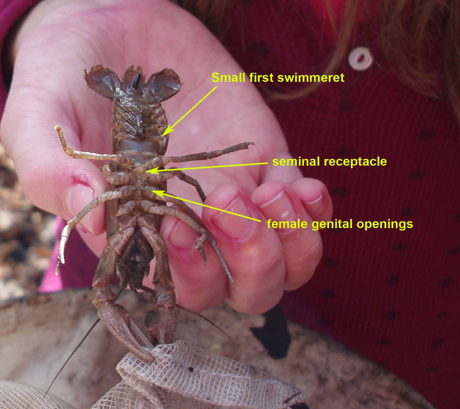 [webcraygirl.jpg]