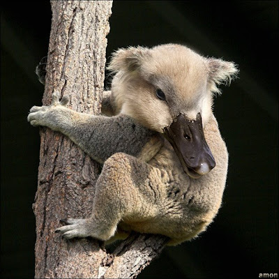 Wallpapers And Fun Pictures Unreal Animals 2