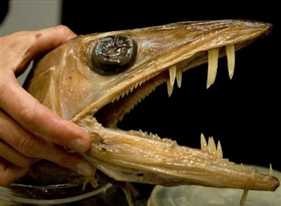 Fish Index: Lancetfish