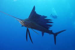 Sailfish (Fastest Fish In The World)