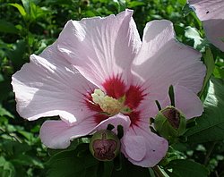 Pink Rose Of Sharon Seeds Now Available!