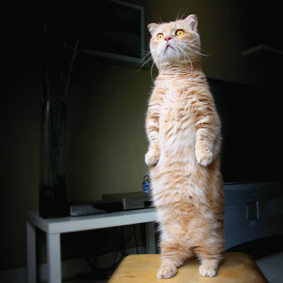 Cat+Standing+On+Back+Legs.jpg