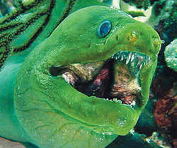 Green Moray Eel