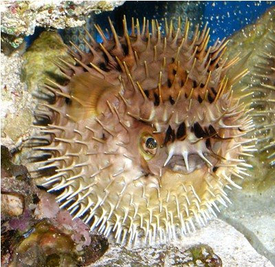 Fish Index: Porcupine Puffer Diodon holocanthus