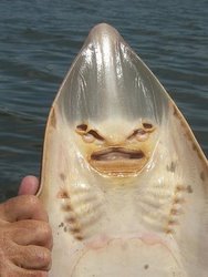 Shovelnose Guitarfish