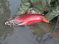 Coho Salmon - Mmm Mm Good