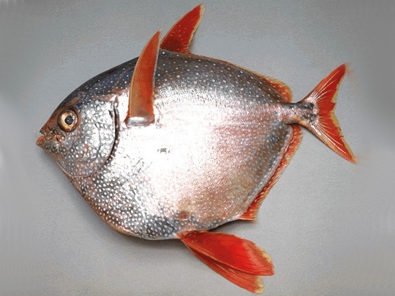 Fish Index Opah (Lampris gutatus)