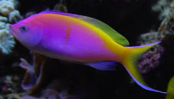 Bartlett's Anthias