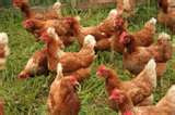 Brown laying hens