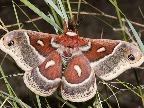 [colombia+silk+moth.jpg]