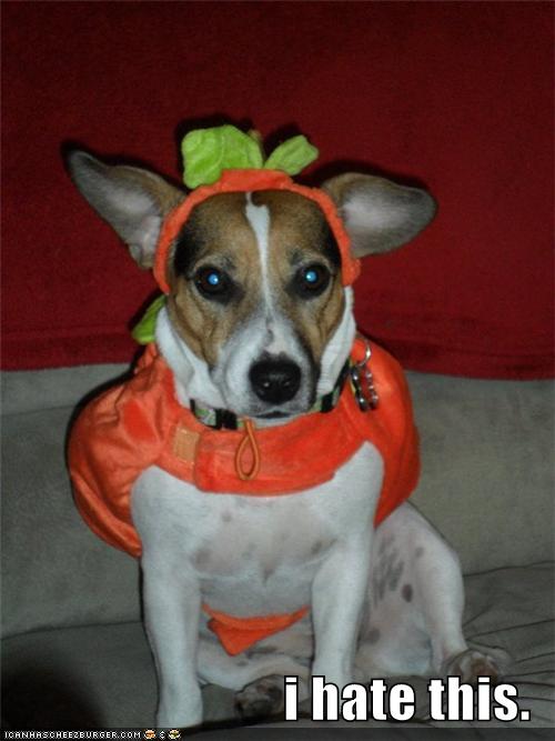 animals hate costumes
