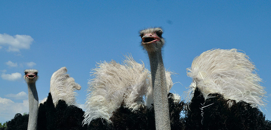 Страусиная ферма САВАННА - страусы, экскурсии, дегустации, мини-гольф ...