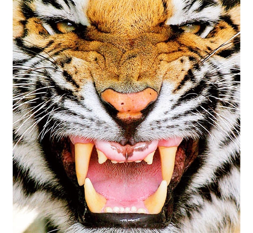 mahi: Ten Simple Ways to Save the Tigers