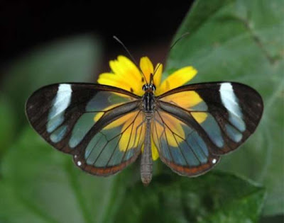 glass wing butterfly