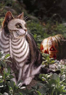 skull cat for halloween