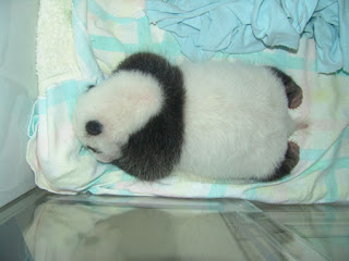 quite big baby panda