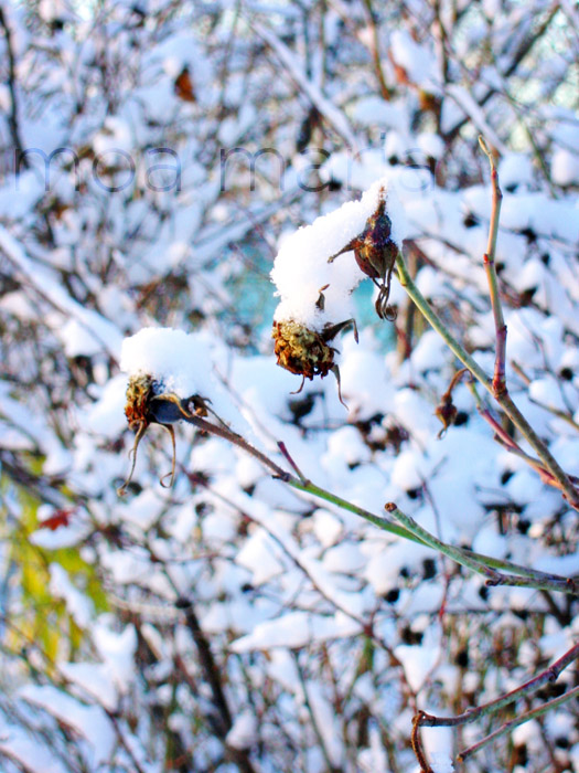 [snöig+buske+mindre.jpg]